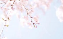 荆门碧桂园家书|春暖花开 美好焕新