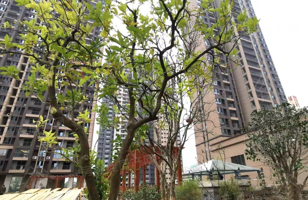 诺思·幸福城看房电话:0724-6800600 诺思·幸福城看房电话:0724-6800600