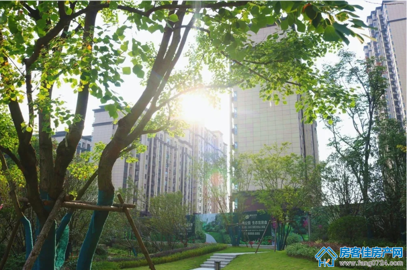 荆门洋丰·凤凰香醍图片 荆门洋丰·凤凰香醍图片