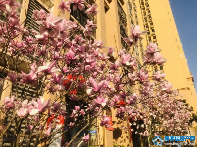 荆门中央华府图片 荆门中央华府图片