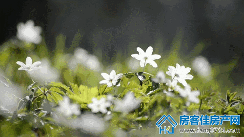 洋丰地产 洋丰地产