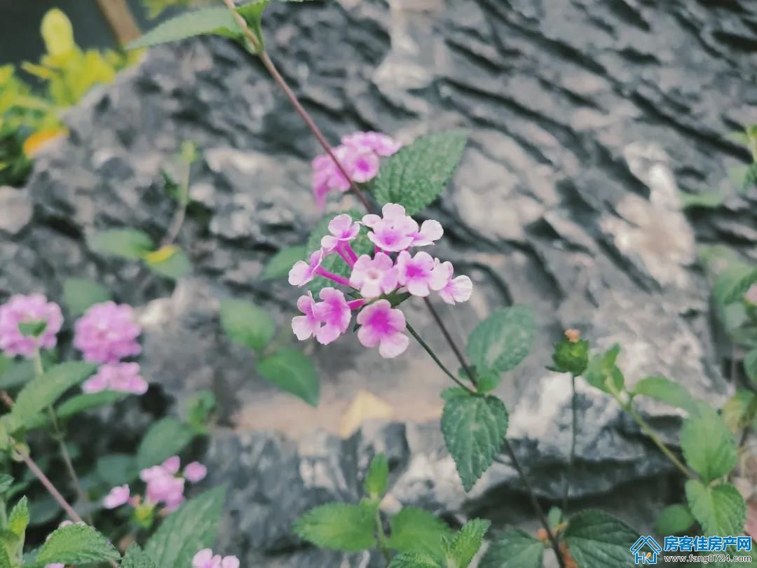 世茂 世茂
