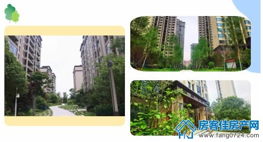 洋丰·凤凰香醍 洋丰·凤凰香醍