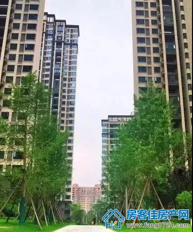 洋丰·凤凰香醍 洋丰·凤凰香醍