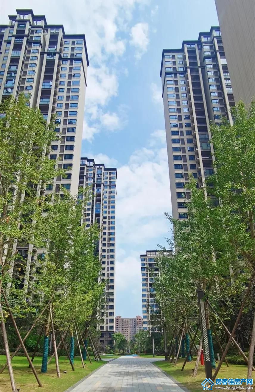 洋丰·凤凰香醍 洋丰·凤凰香醍
