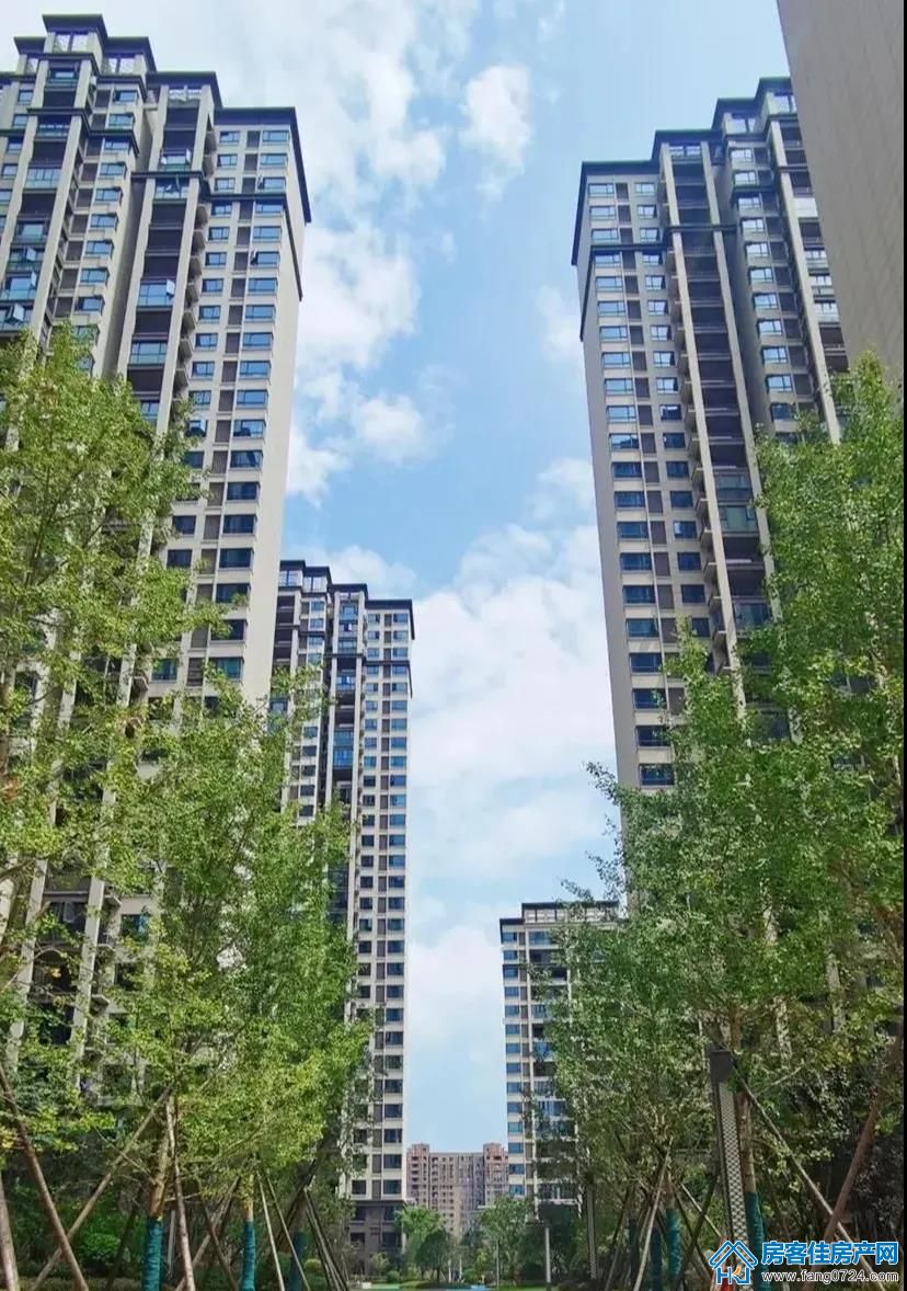 洋丰·凤凰香醍 洋丰·凤凰香醍