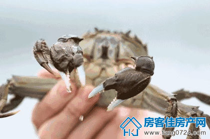 洋丰地产 洋丰地产