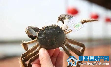 洋丰地产 洋丰地产
