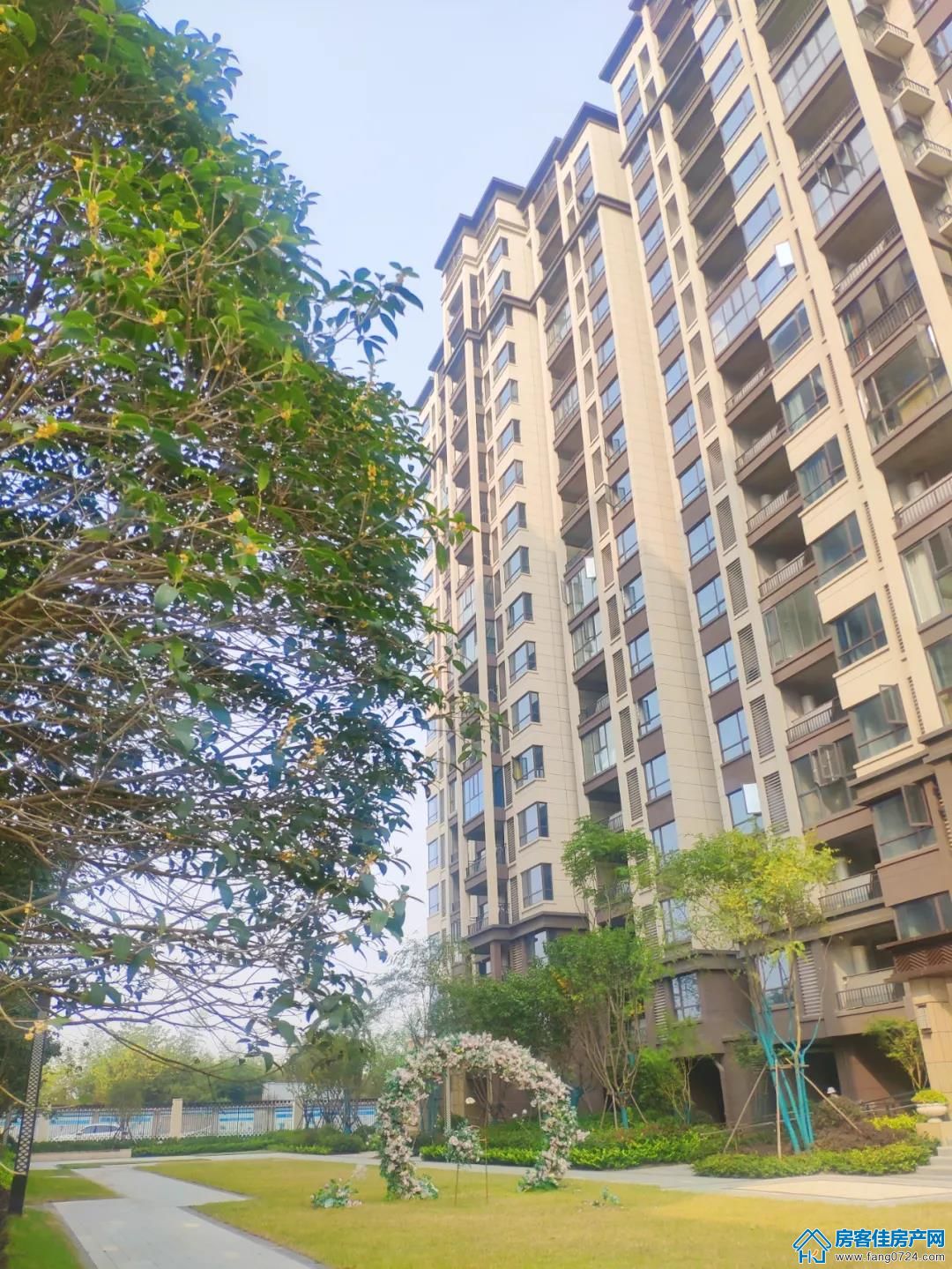洋丰·凤凰香醍 洋丰·凤凰香醍