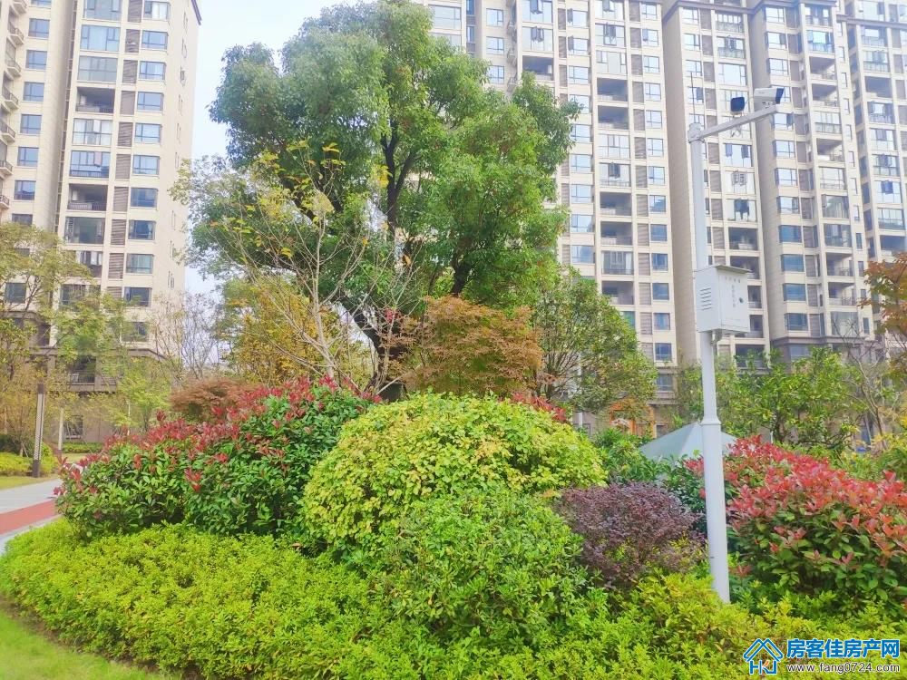 洋丰·凤凰香醍 洋丰·凤凰香醍