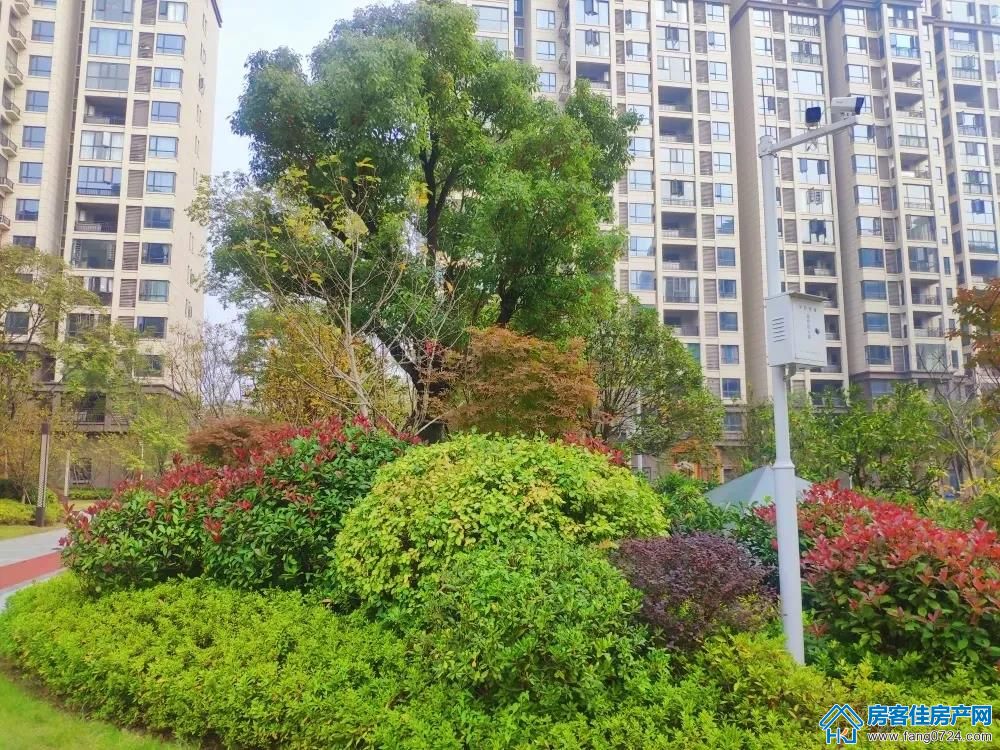 洋丰·凤凰香醍 洋丰·凤凰香醍