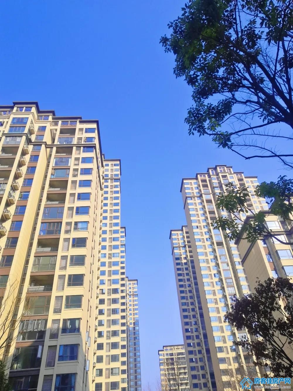 洋丰·凤凰香醍 洋丰·凤凰香醍