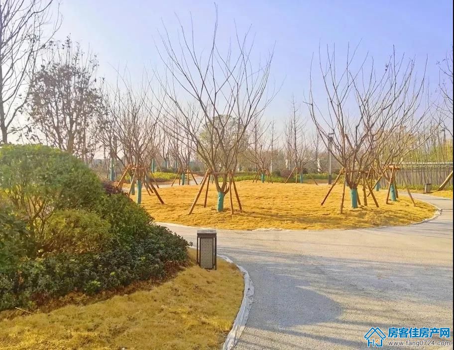 洋丰·凤凰香醍 洋丰·凤凰香醍