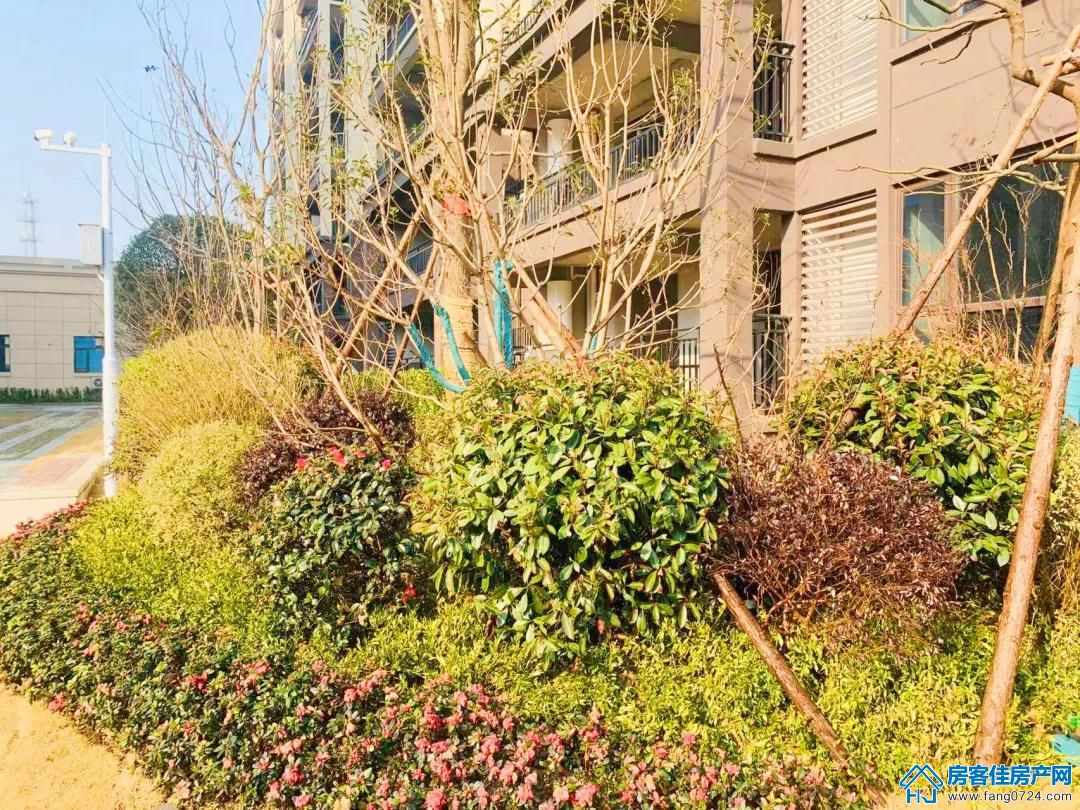 洋丰·凤凰香醍 洋丰·凤凰香醍