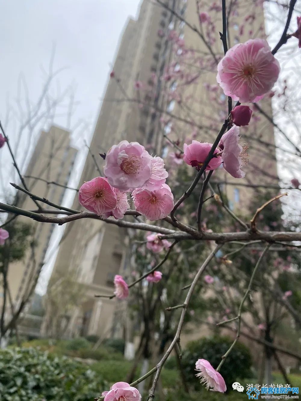 长龙·中央公园 长龙·中央公园
