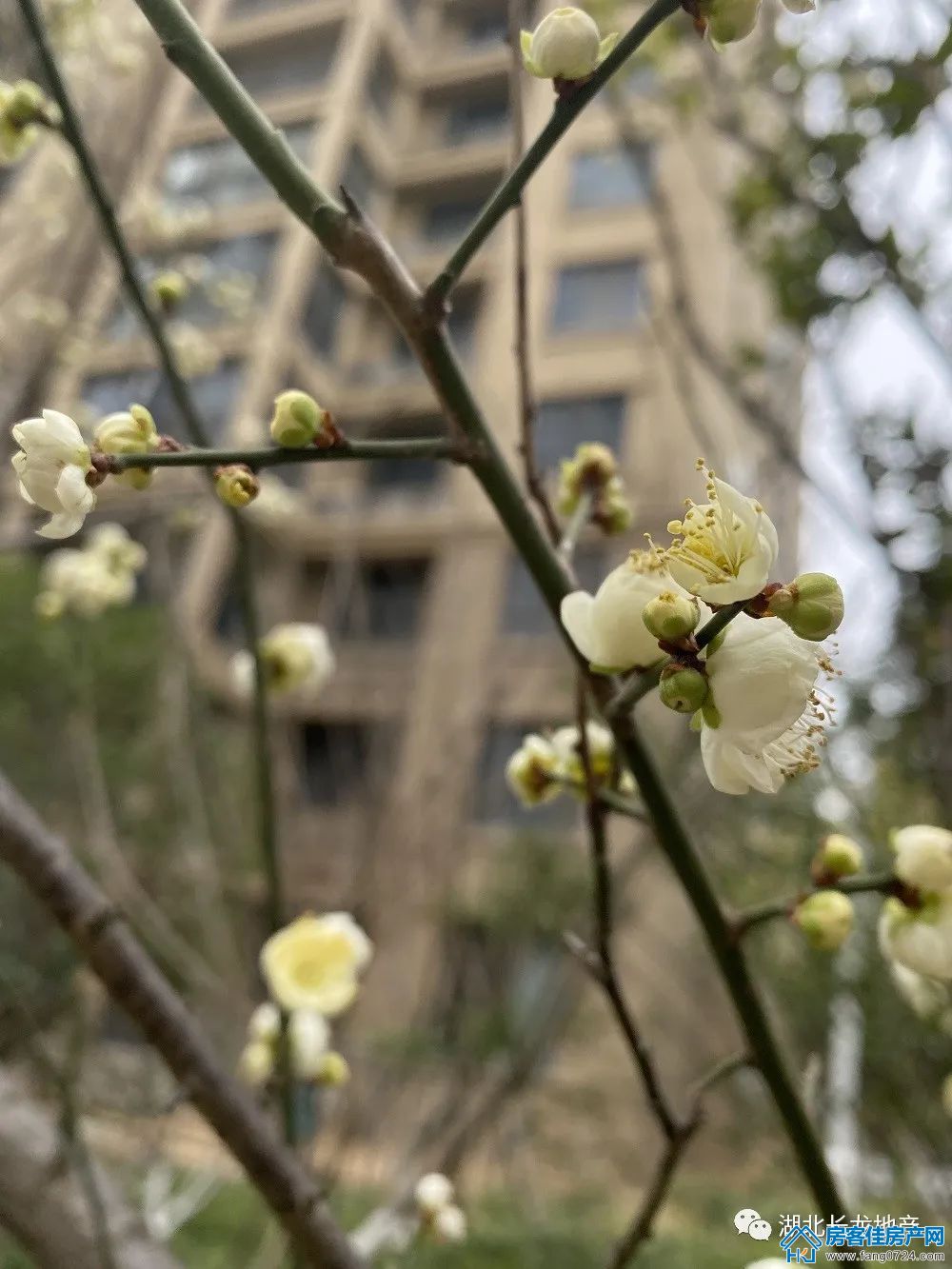 长龙·中央公园 长龙·中央公园